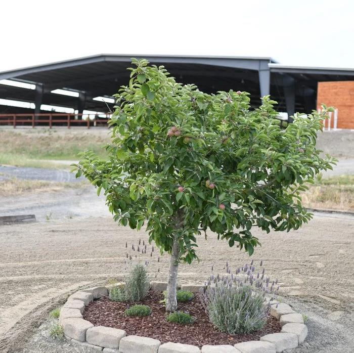 Outdoor arena and tree