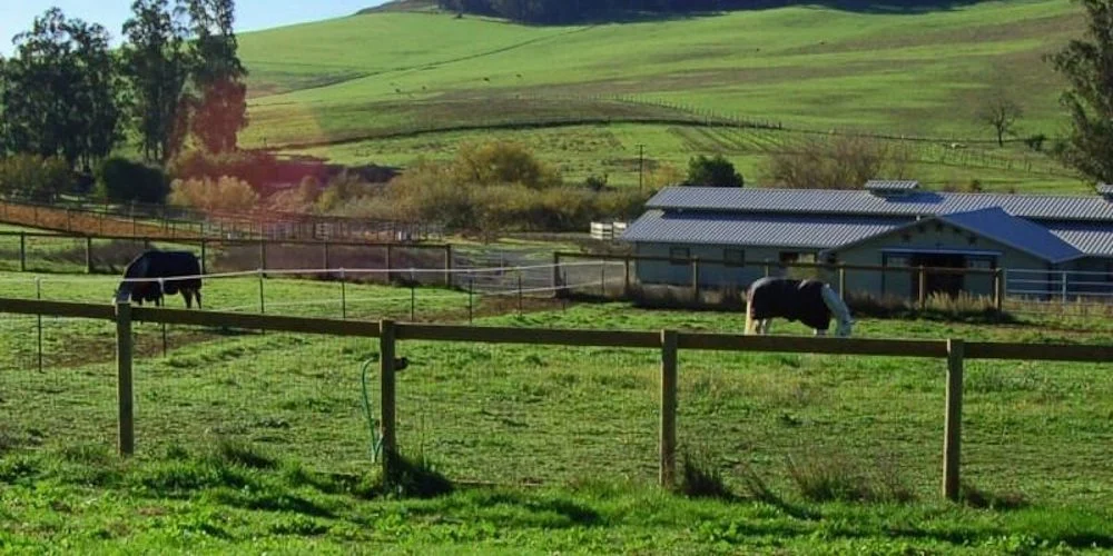 Horses in green paddocks below rolling hills