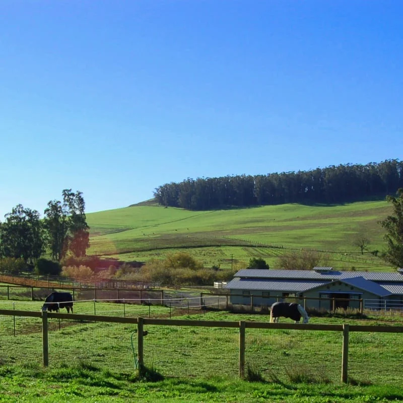 Horses grazing in green paddocks below the hills